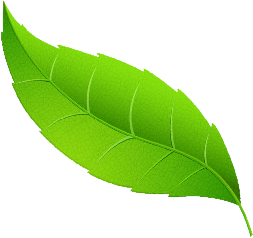 Request A Demo - Mint Leaf Transparent Png (532x502), Png Download