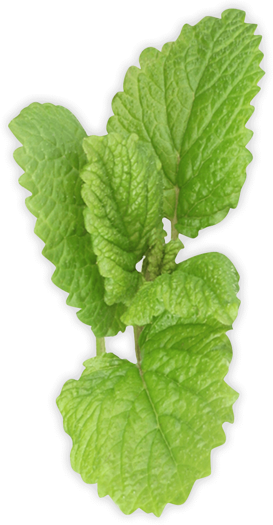 Spearmint Transparent Background (1200x1200), Png Download