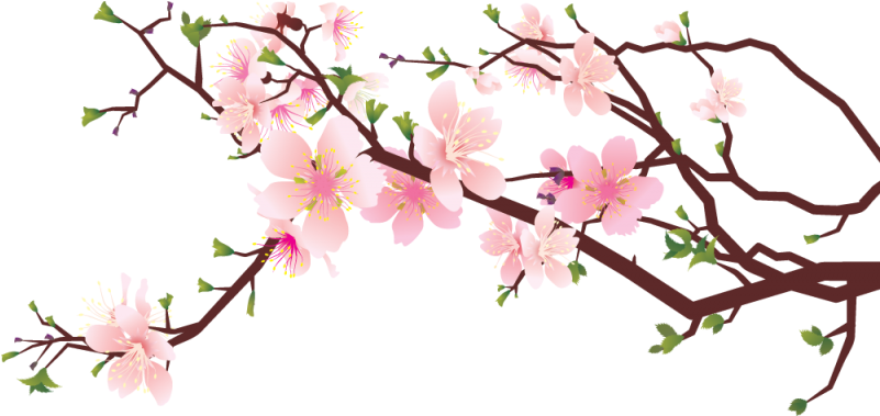 Cherry Blossom Png Transparent (800x800), Png Download