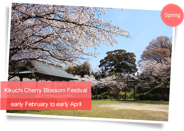 Kikuchi Cherry Blossom Festival（early February To Early - Kikuchi (634x456), Png Download