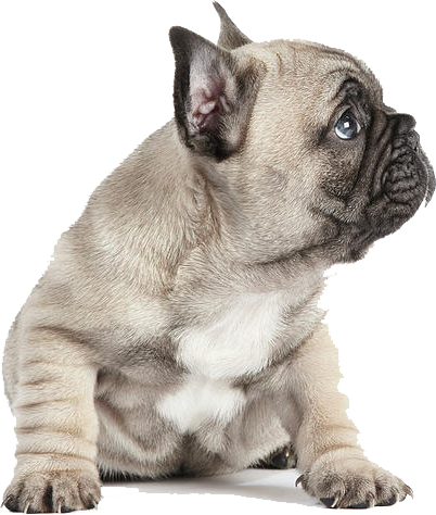 Graphic Transparent Puppies Transparent French Bulldog - Poster: Wallis' Pedigree French Bulldog Puppy Listening (402x474), Png Download