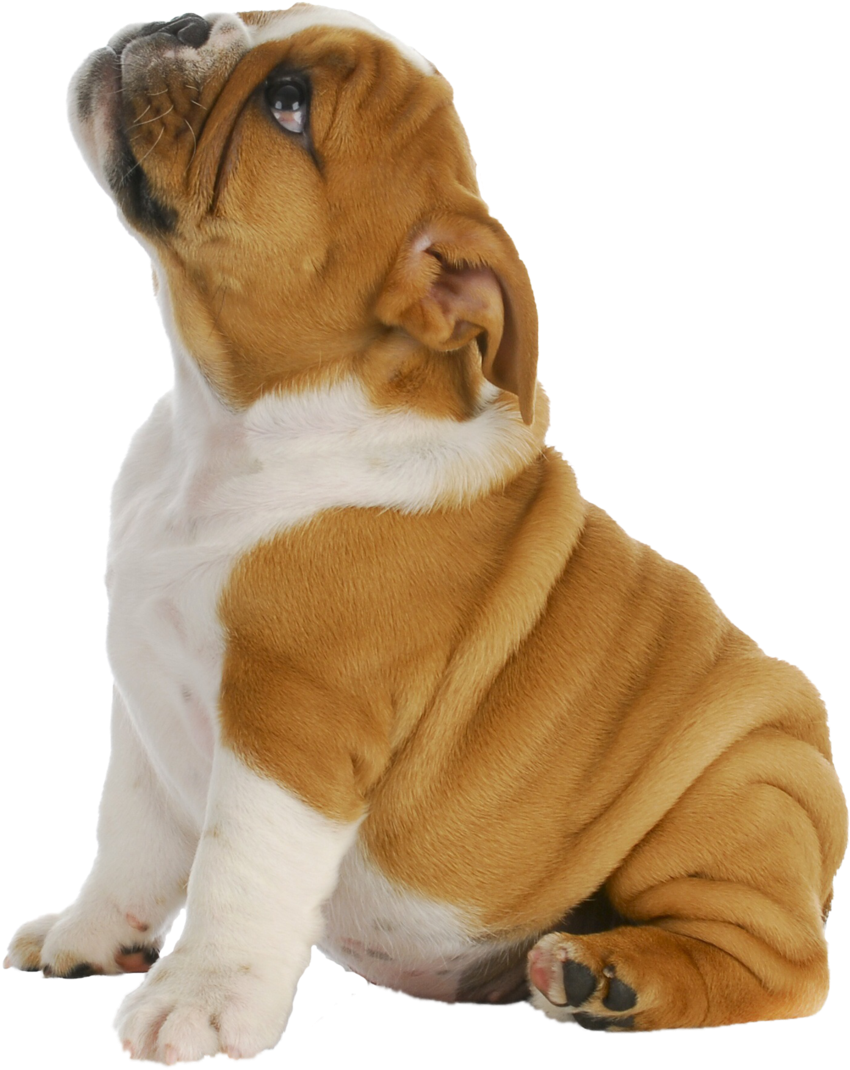 Puppy Png (966x1200), Png Download