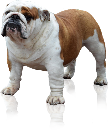English Bulldog Png - Bulldog (380x457), Png Download
