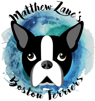 Picture - Terrier (315x448), Png Download
