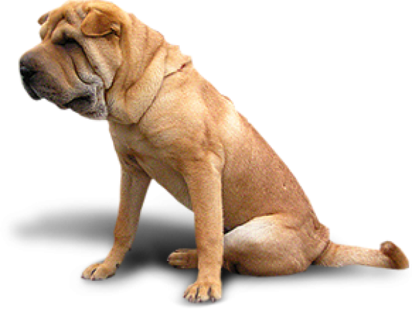 Bulldog Png - Mixed Animals (600x451), Png Download