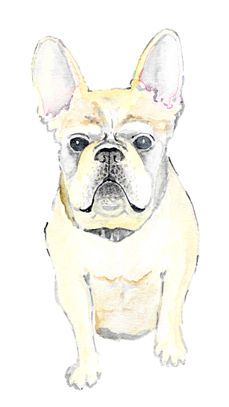 Pet Illustration (451x800), Png Download