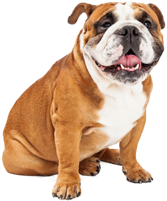 Bulldog - Prime Bulldog (425x425), Png Download