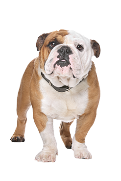 Tvg Tom Jenkins English Bulldog - Bulldoggen-tasse - Mit Zwei Bildern Und Einem Kaffeetasse (368x368), Png Download