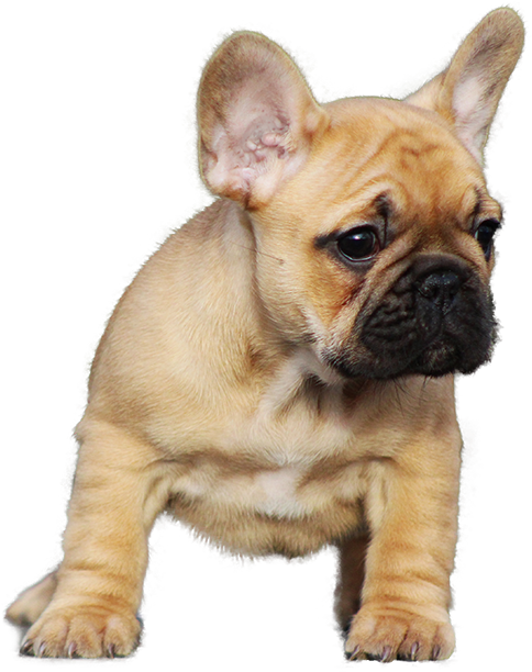 La Bombonetti French Bulldog Kennel - French Bulldog (500x625), Png Download