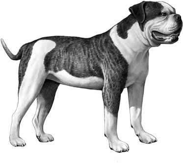 American Bulldog - B&w - American Bulldog Dog Counted Cross Stitch Pattern (450x360), Png Download