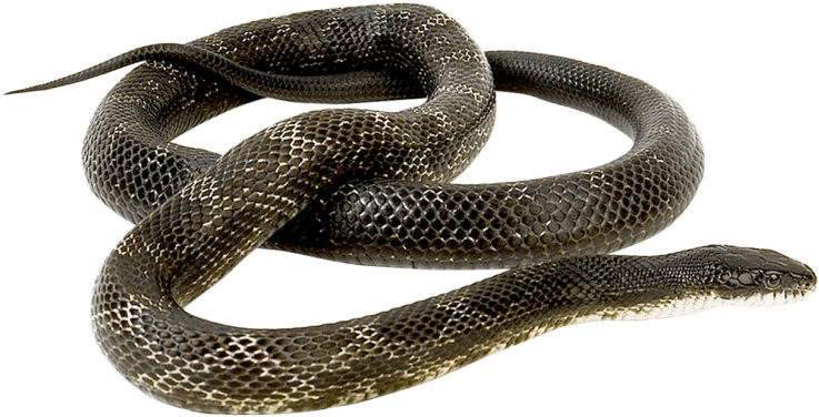 Free Png Snake Png Images Transparent - Snake Png Transparent (850x498), Png Download