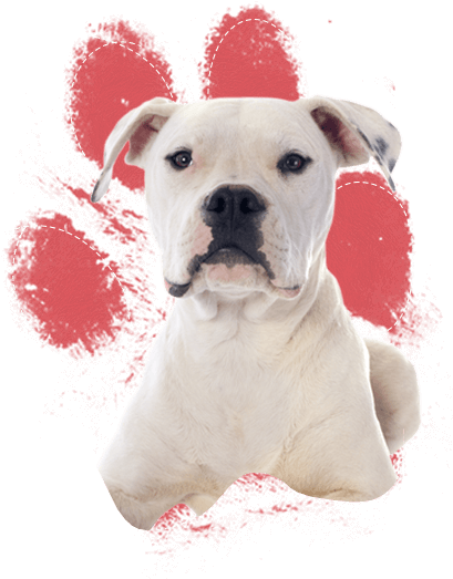 Real Dog Paw Print (437x561), Png Download