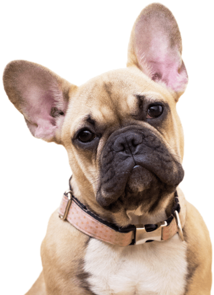 French Bulldog - Fawn French Bull Dog (565x585), Png Download