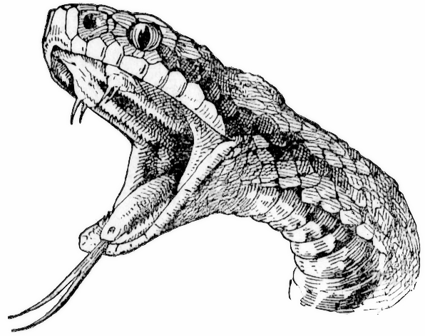 Viper Snake - Dibujos De Serpientes A Lapiz (596x472), Png Download