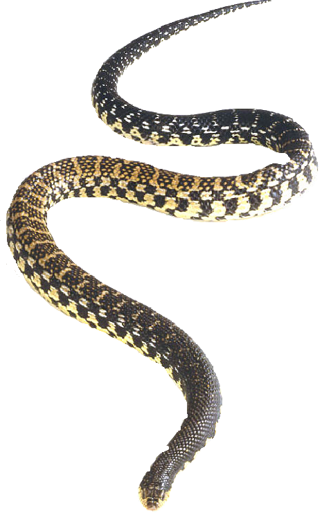 Snake Png - Eastern Hognose Snake Png (465x741), Png Download