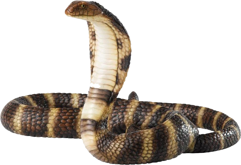 Share This Image - Snake Png (909x600), Png Download