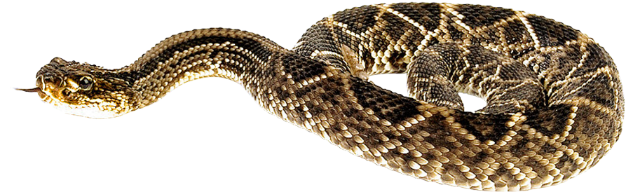 1000 X 439 - Snake Png (1000x439), Png Download