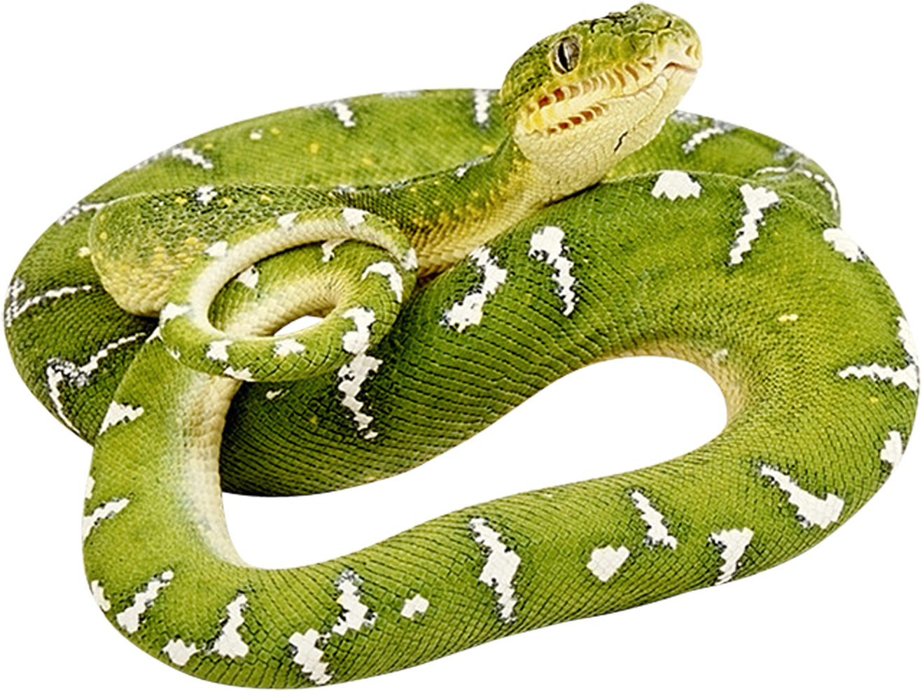 Green Snake Png Image - Snakes In The Henhouse (1594x1128), Png Download