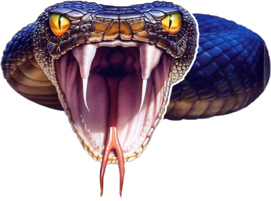 Black Mamba Snake Png Photo - Black Mamba Snake Png (808x600), Png Download