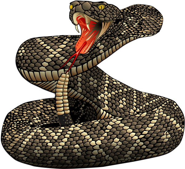 Rattlesnakes Eagle Veterinary Hospital San Antonio - Rattle Snake Clip Art (640x592), Png Download