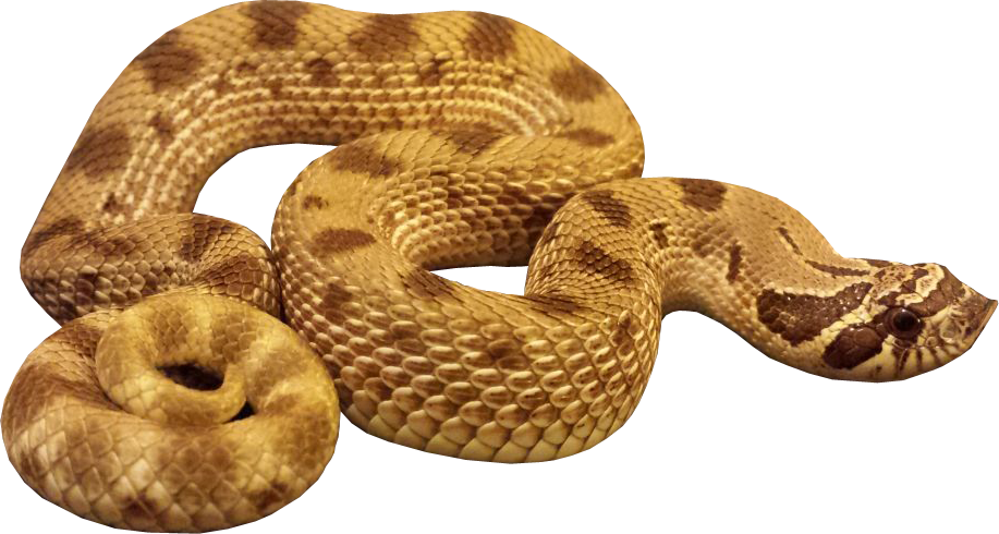 Download Snake Png Transparent Images Transparent Backgrounds - Anaconda Png (917x490), Png Download