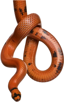 Snake - Snake Hanging (320x450), Png Download