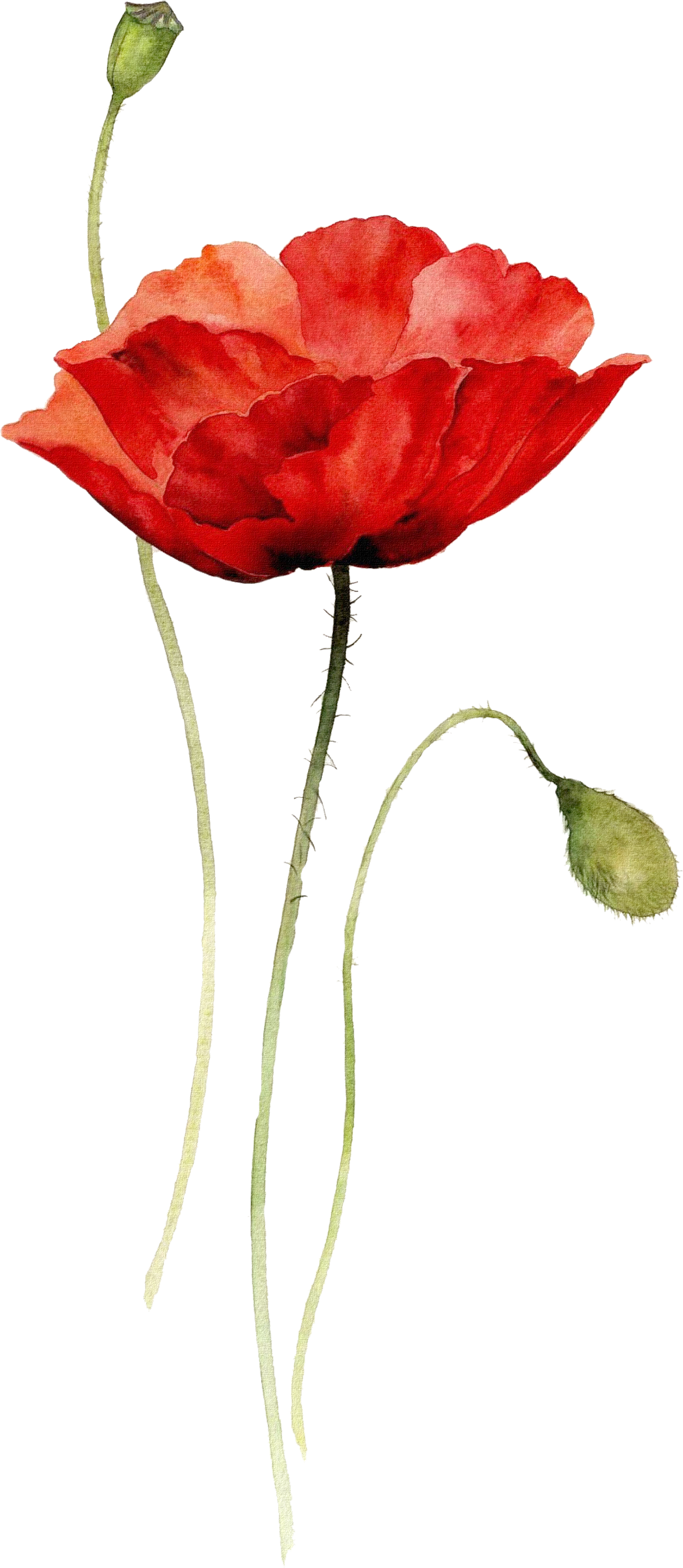 Poppies Watercolor Painting Paper Drawing - Red Poppy Watercolor Tattoo (2206x3780), Png Download