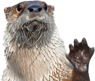 Animals - Otters - Hello From The Otterside (500x300), Png Download
