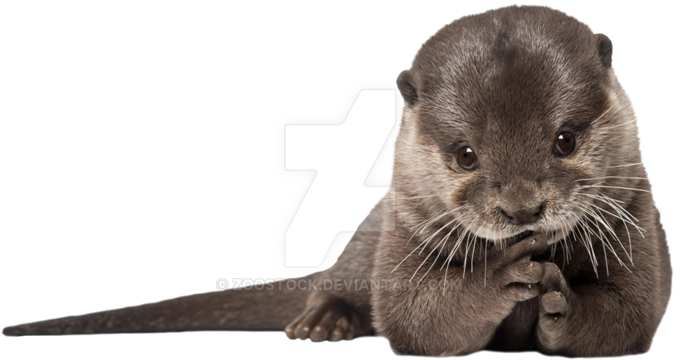 Otter On A Transparent Background - Custom Characteristic ( Animals Mammals Otter Fur Predator (1024x672), Png Download