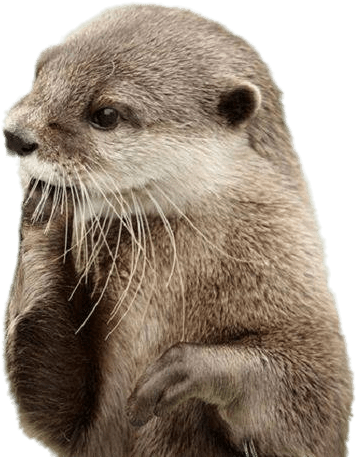 Animals - Otter Png (564x564), Png Download