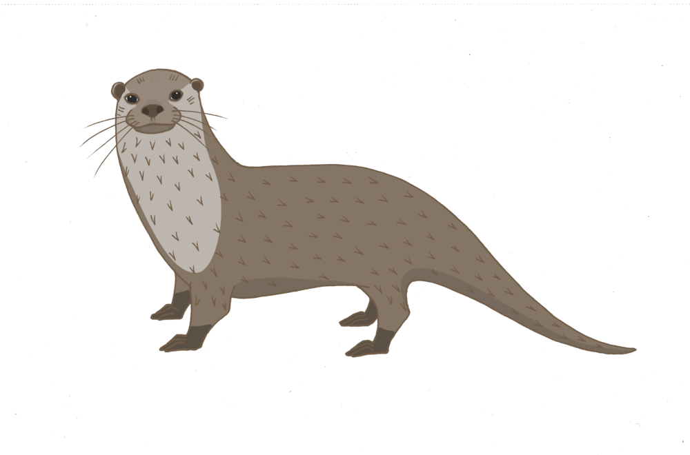 Otter - North American River Otter (1000x660), Png Download