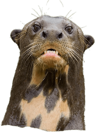 Angry Giant River Otter - Otter (976x549), Png Download