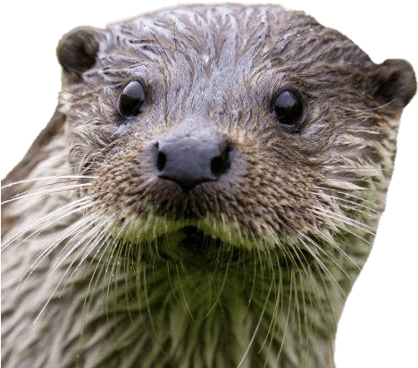 Otter Close Up - Otters Transparent Backgrounds (480x480), Png Download