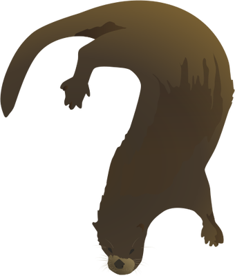 Lontra Canadensis - Transparent River Otter (340x400), Png Download