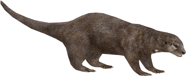 Otter Png Pic - Otter (615x615), Png Download