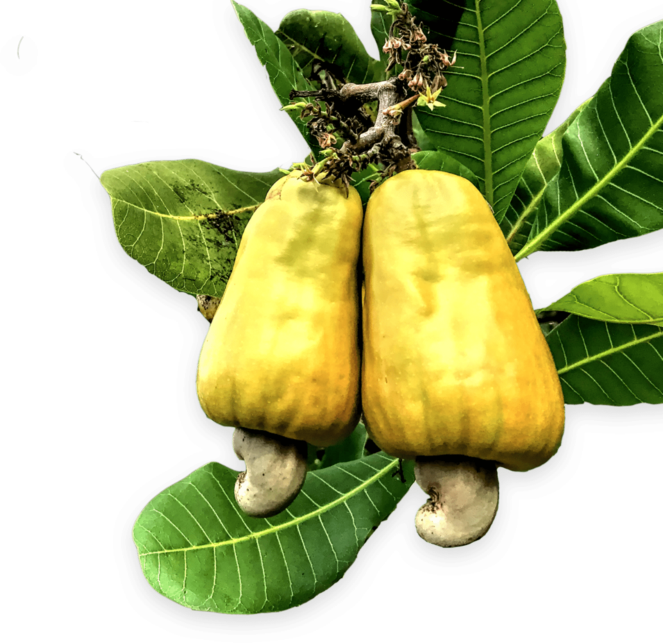 Exceptional Products - Cashew (955x926), Png Download