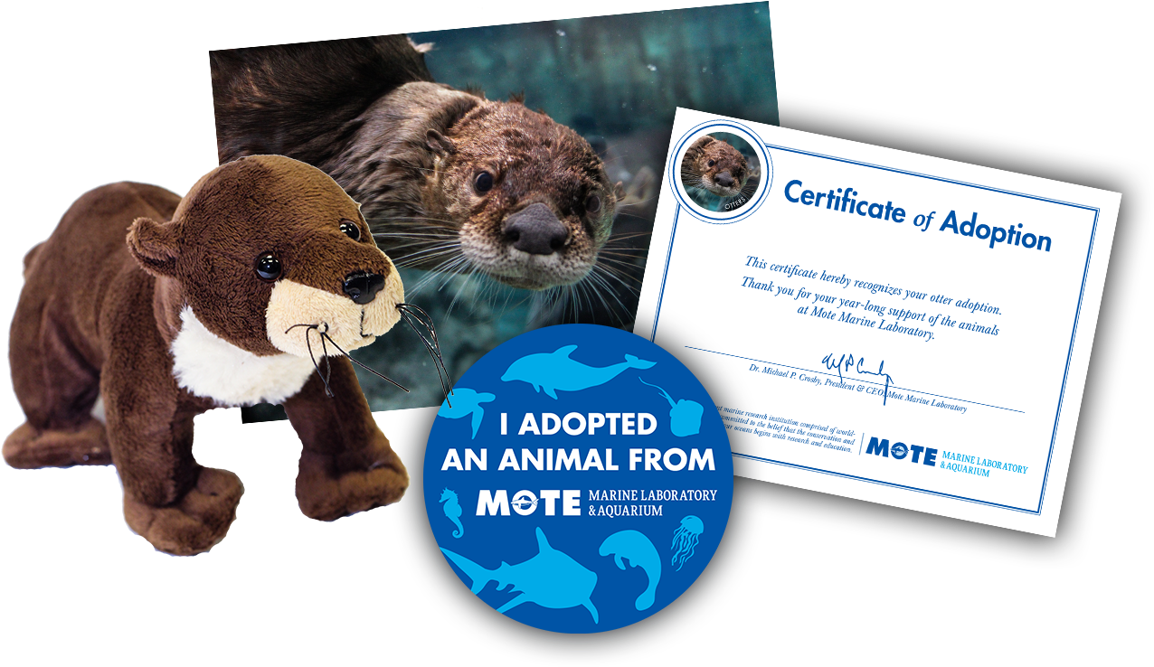 Items Included In Buddy Package - North American River Otter (1350x900), Png Download