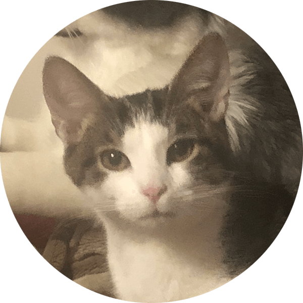 Otter - Cat (600x600), Png Download