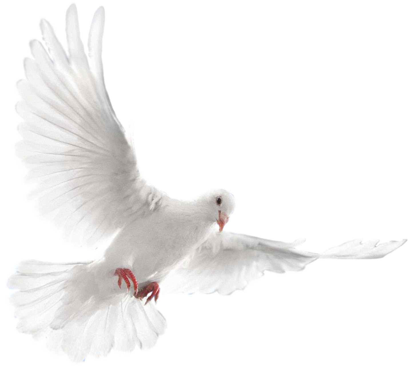 White Dove Flying Png - Голуби Png (1600x1600), Png Download