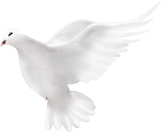 Dove Peace - حمامة Png (715x504), Png Download
