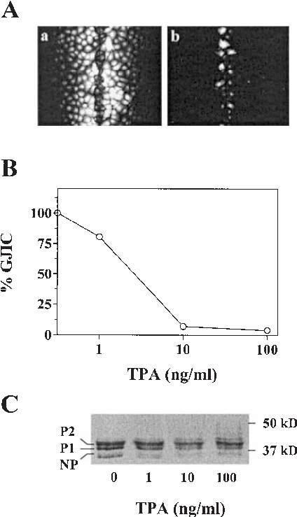 Cells Were Cultured Without (a) Or With 100 Ng/ml Tpa (424x739), Png Download