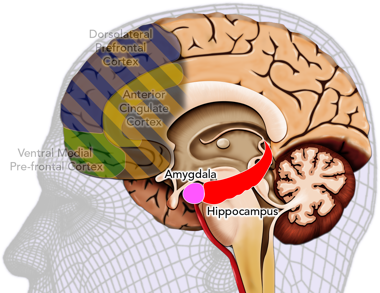 The Effective Deponent (1920x1080), Png Download