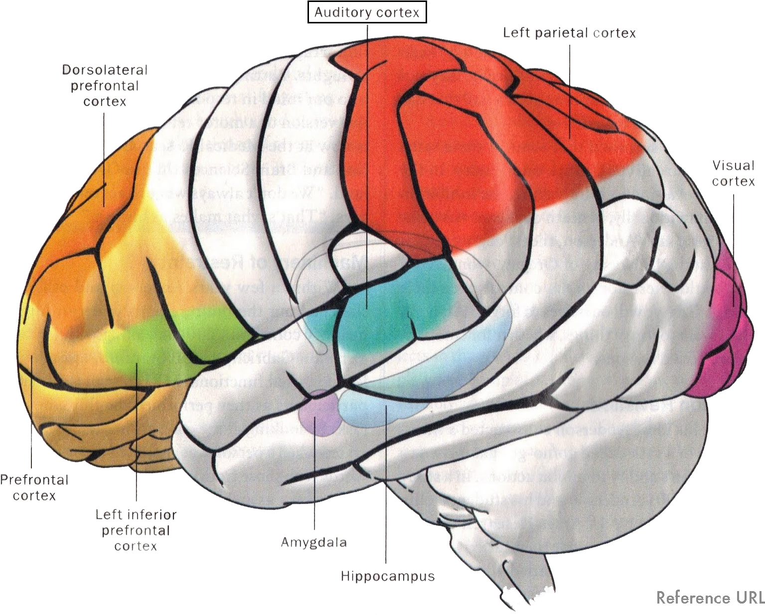 Hearing (1600x1252), Png Download