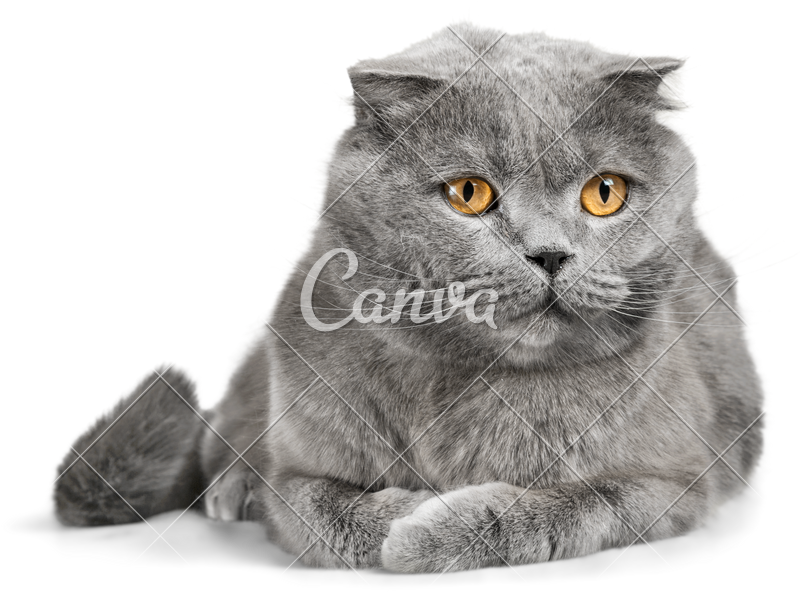 Clip Art Grey Scottish Fold (800x592), Png Download