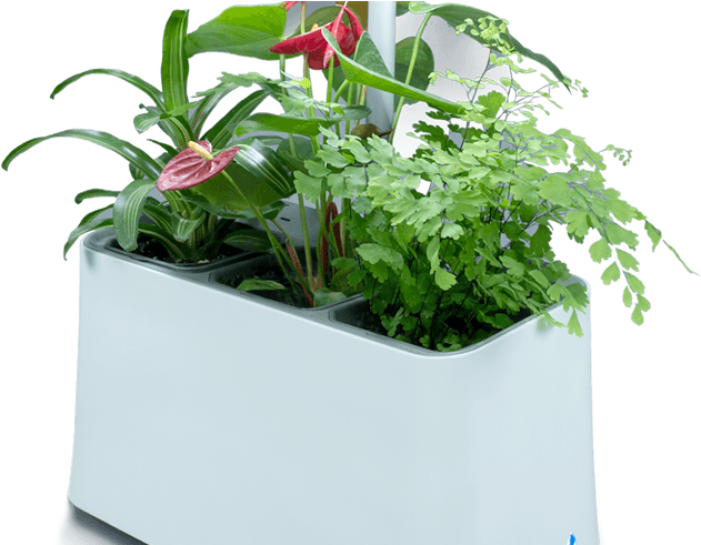 Plant-based Air Purifier, More Than Just Indoor Plants (709x490), Png Download
