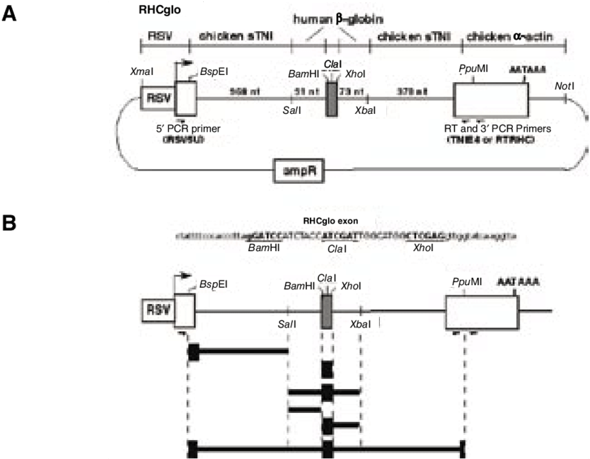 Rhcglo Splicing Reporter Plasmid (850x653), Png Download