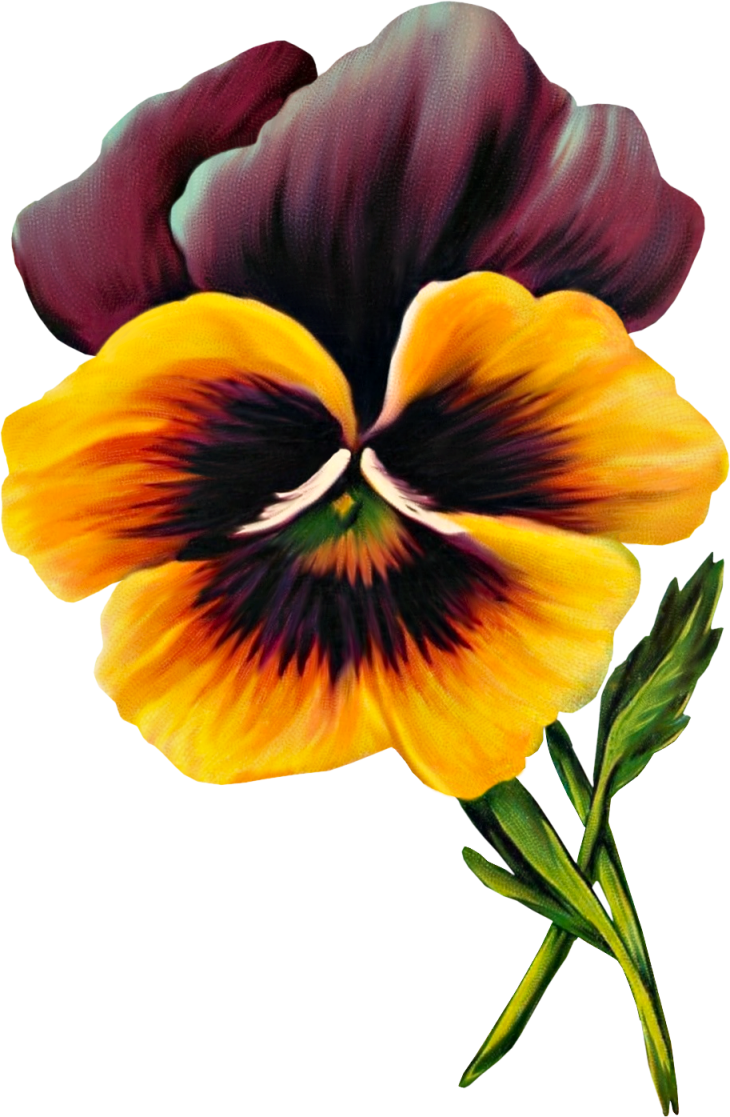 Frangipani Clipart Purple Hawaiian Flower (730x1117), Png Download