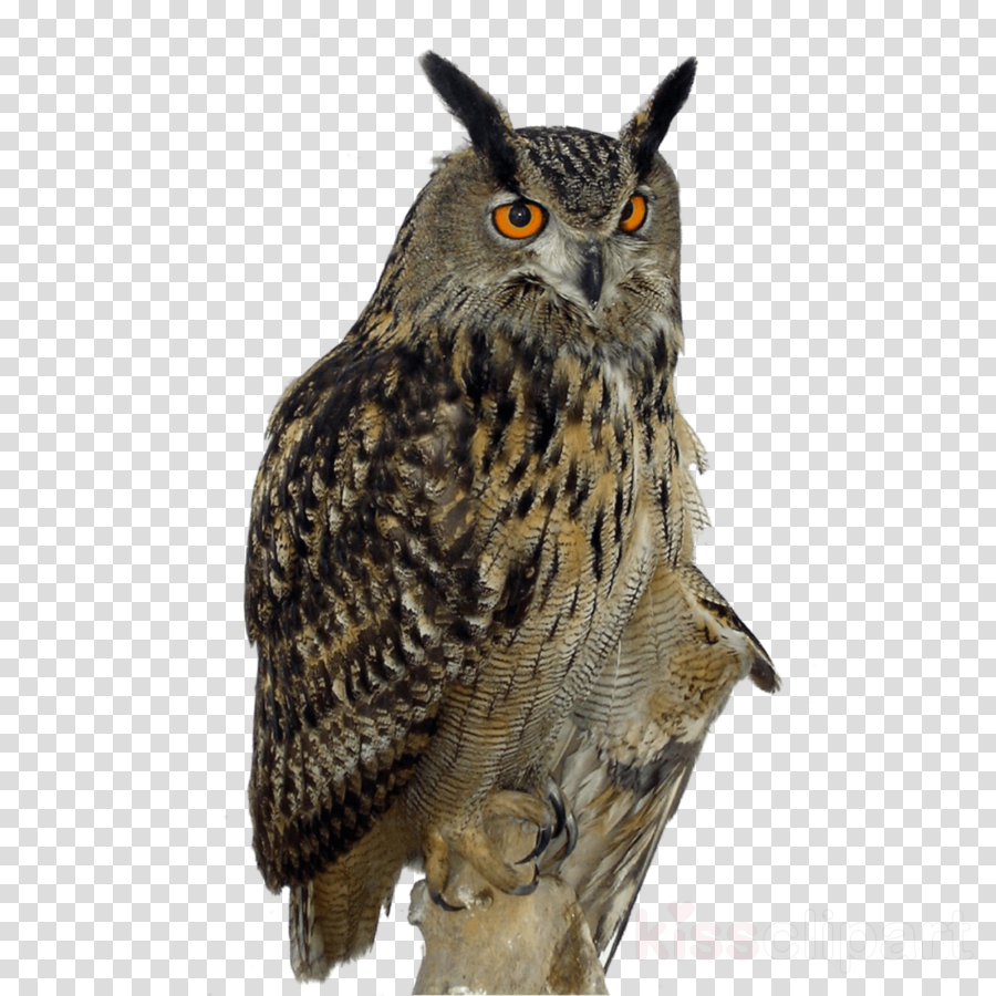 Owl Png Clipart Owl Clip Art (900x900), Png Download