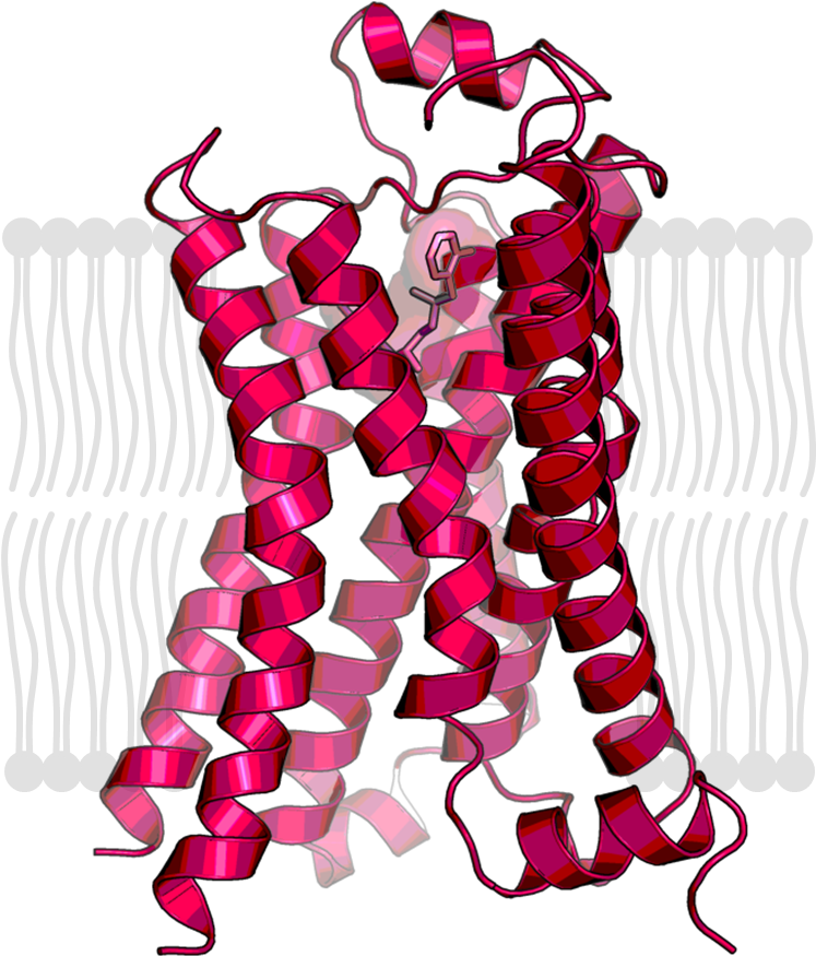 Human Beta2 Adrenoreceptor In The Active State (1354x921), Png Download