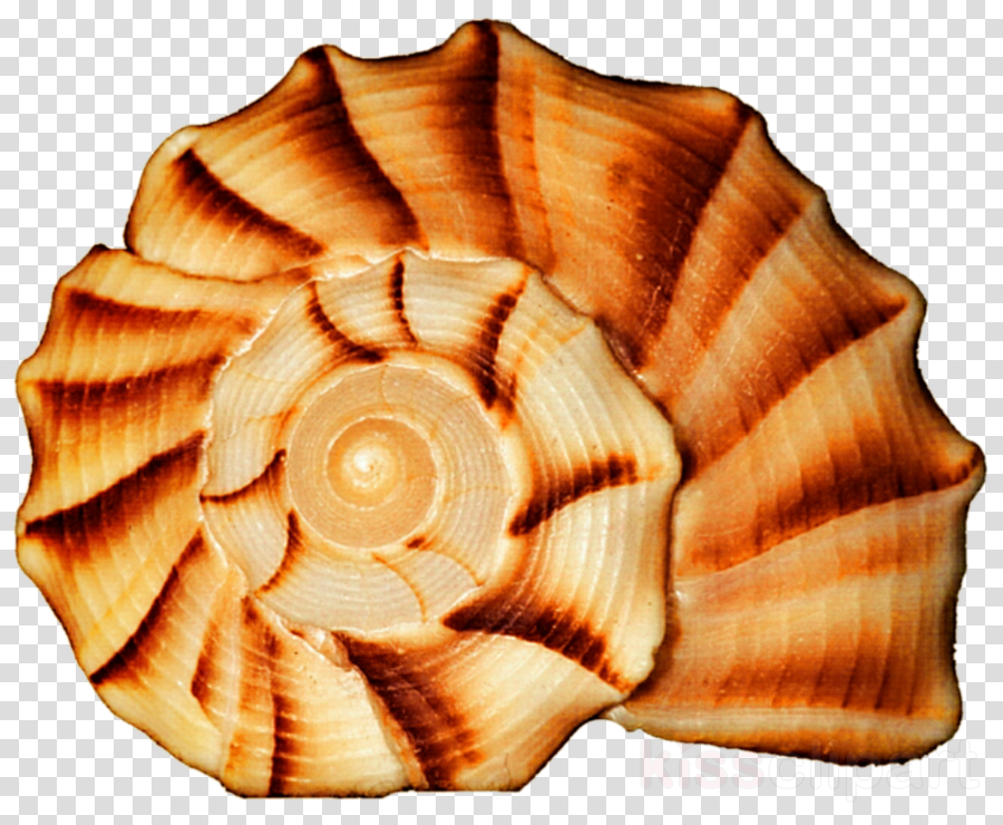 Spiral Seashell Clipart Seashell Spiral Snail (900x740), Png Download
